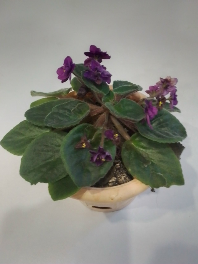 Анонимно
Продам фиалки в плошках, не требуют пересадк?...