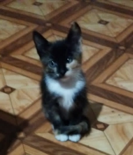 Отдам котят от кошки мышеловки в добрые руки. Выбирайт...