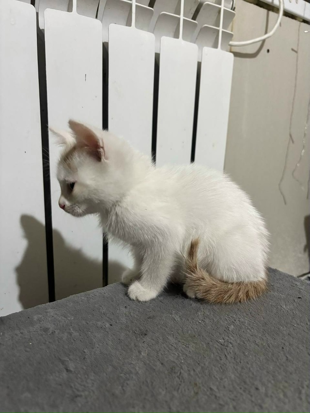 Отдам котят в добрые руки, приучены к лотку, домашние, в...