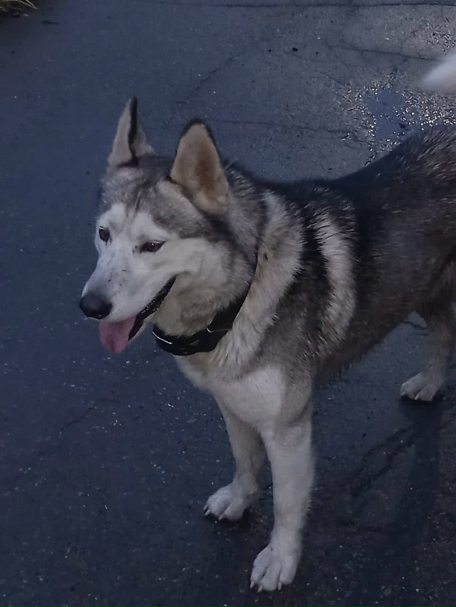 На заводе РТД третий день бегает кобель -потеряшка с бр...