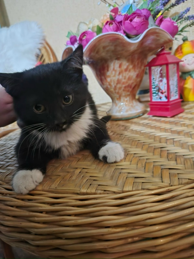 Отдаём очаровательных котят 🐱 в добрые руки, 2ое белых...