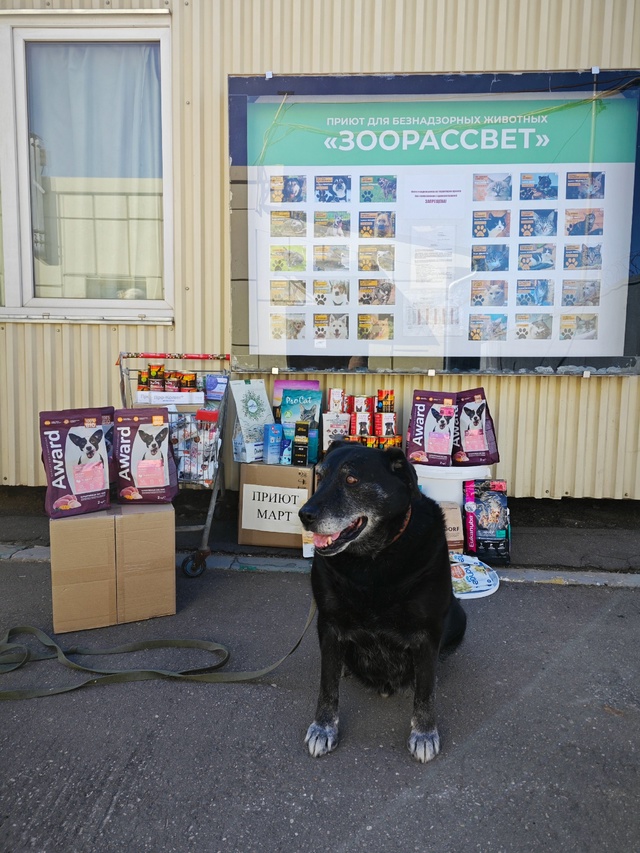 ПЁС. 11 ЛЕТ. МОСКВА.
Собачий Ангел обязательно поможет н?...