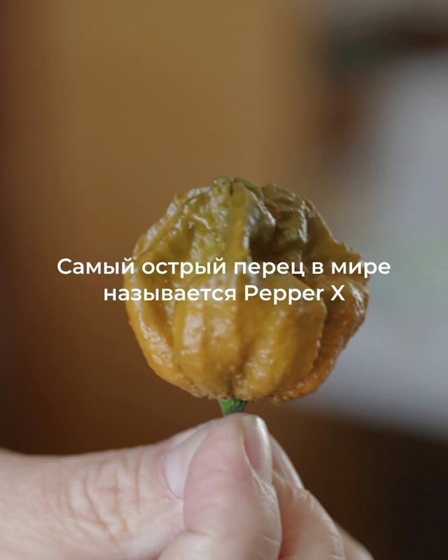 Pepper X — самый острый перец в мире!
Официально признан р...
