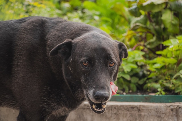 Дополнительные требования к содержанию домашних живо?...