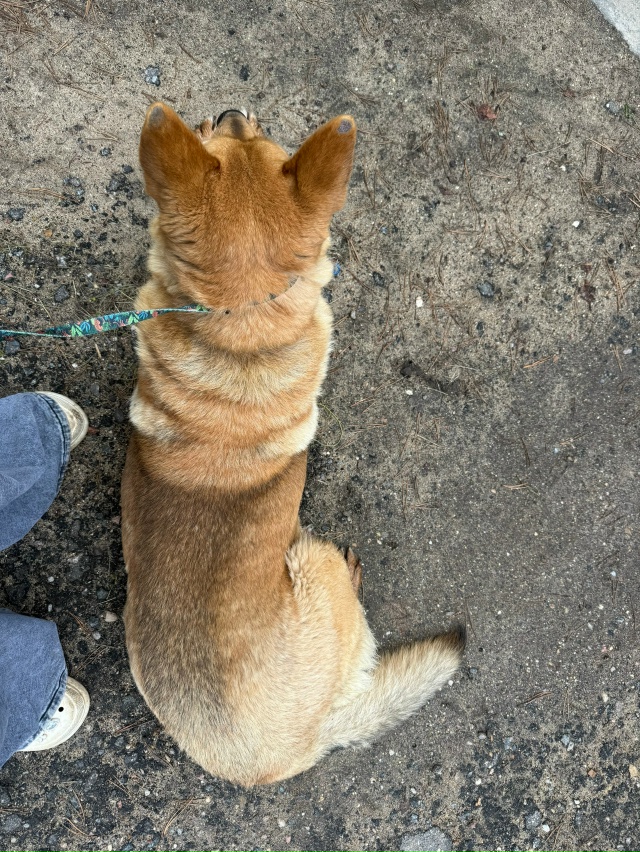 ‼️НАШЛАСЬ СОБАКА‼️
под знаком в деревне Ратчино леж?...