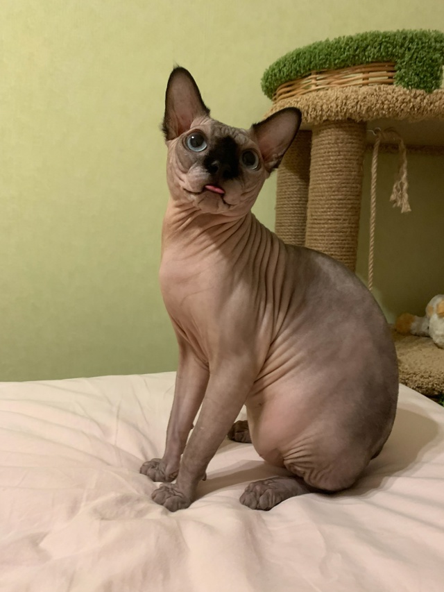 Кот Вагнер ???
Этим летом отмечаем пять лет совмес...