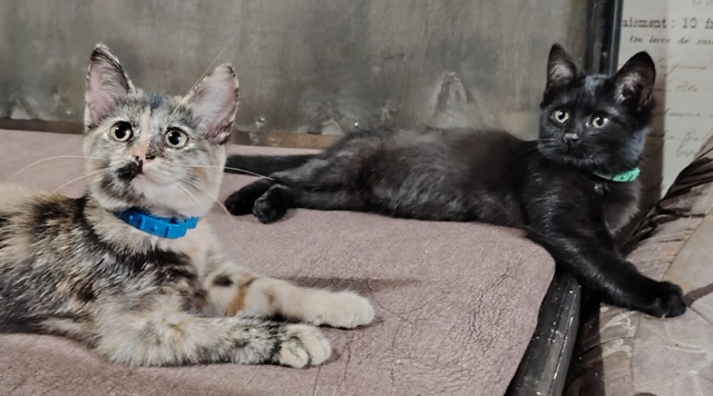 Красотки в добрые и любящие руки! Две малышки возрасом ...