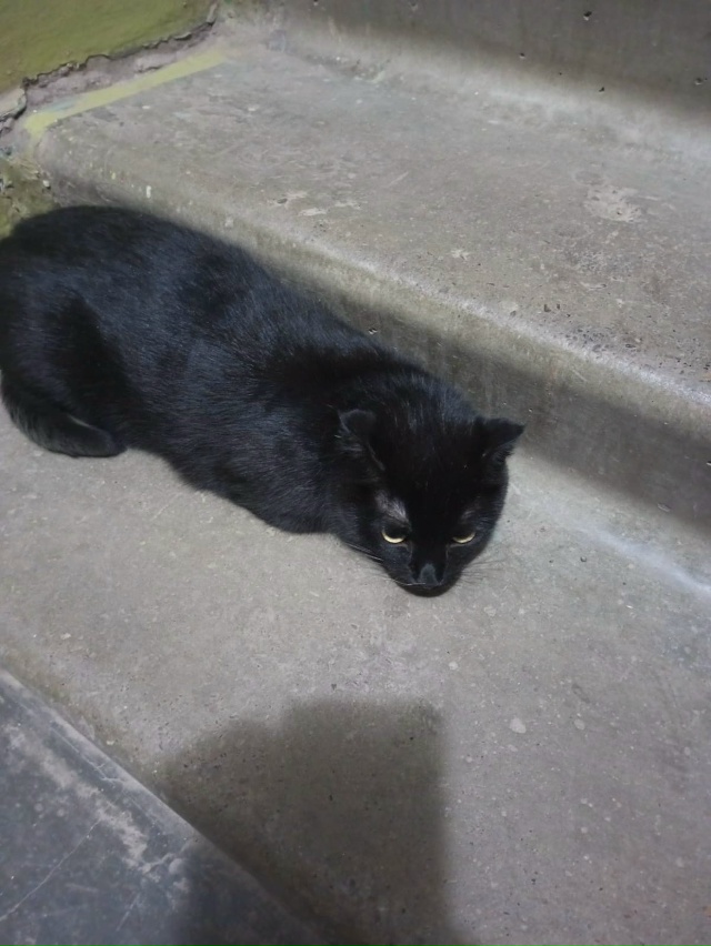 На юбилейной 6 во 2 подъезде прибился черный кот. Похоже...