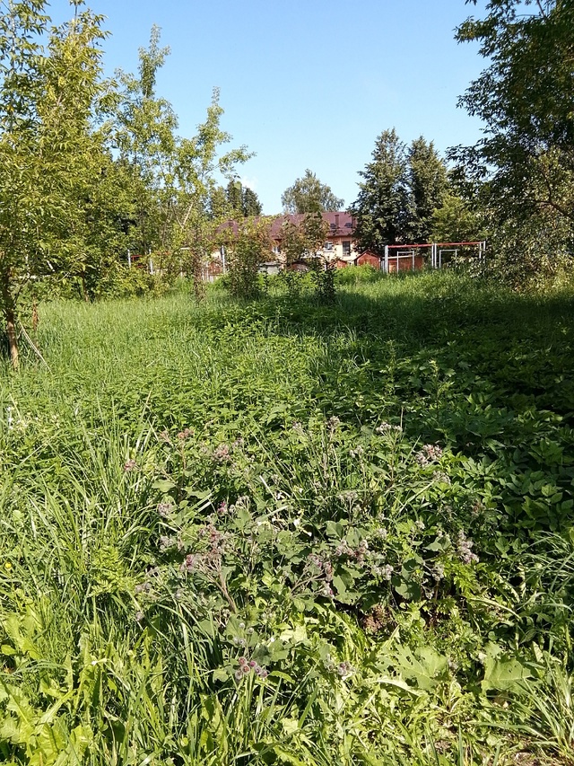 Когда уже скоситься этот бурьян на переулке Днепровск?...