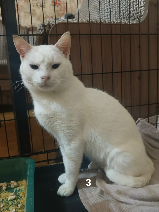 #ПотерялиНашлиПомогите
1 Уже неделю на улице , девчонк...