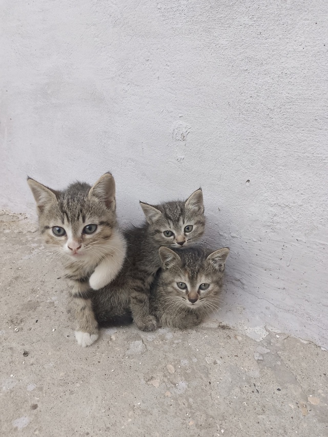 Пристраивается котячье ОПГ .
Веселые, шебутные котята. ...