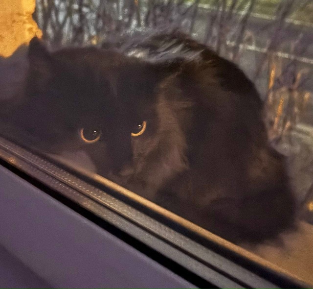 Пропал кот, убежал 17.11 в районе переулка Демократическ?...