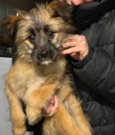 потерялась собака в районе качгорт-электростанция, по ...