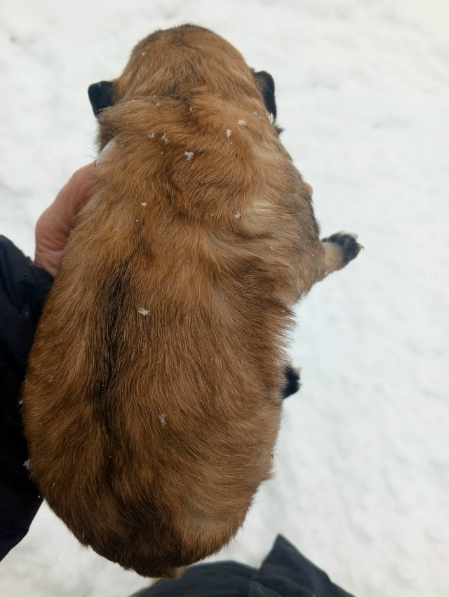 Отдам щенка (мальчик) в добрые руки.
Мама лайка. За подр...