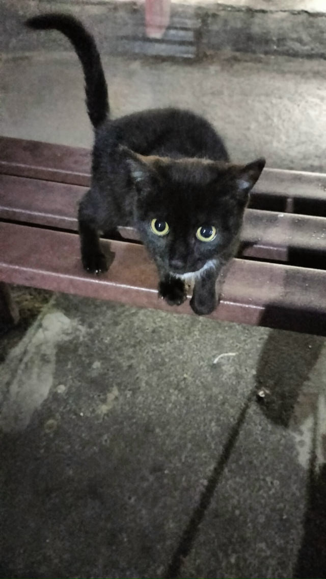 Чей котёнок на больничной остановке? Упитанный, замерз...