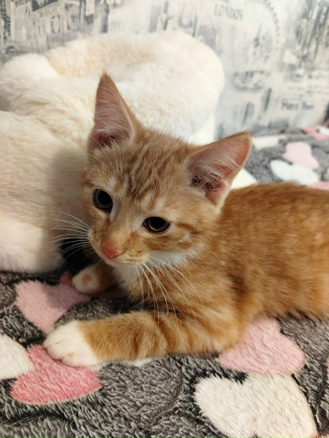 Лен., обл., г.Кировск
Ищем дом котятам, двум сестричкам и...