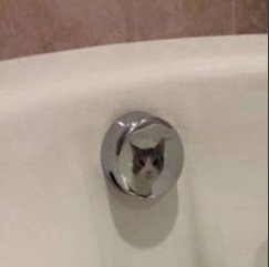 Мой кот в удивлении😂