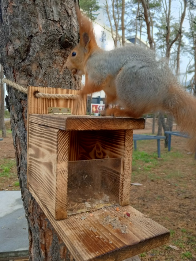 Белки рулят. Парк дельфин 🐬
