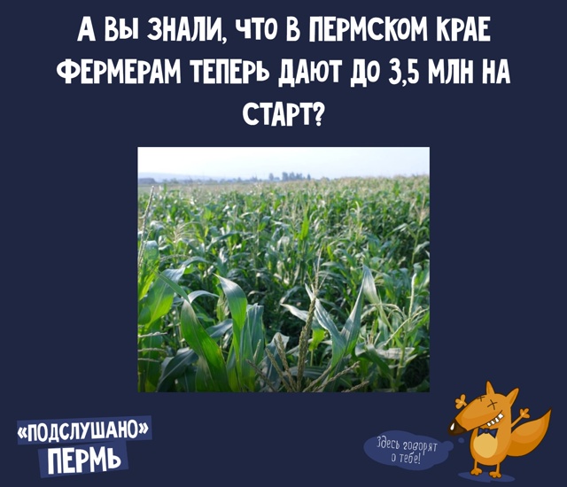 А вы знали, что в Пермском крае фермерам теперь дают до ...
