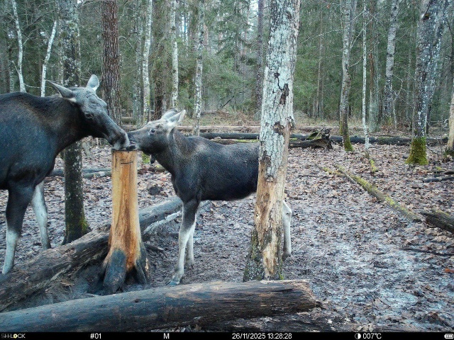 ‼️ В заповеднике «Брянский лес» обустроили солонцы д?...