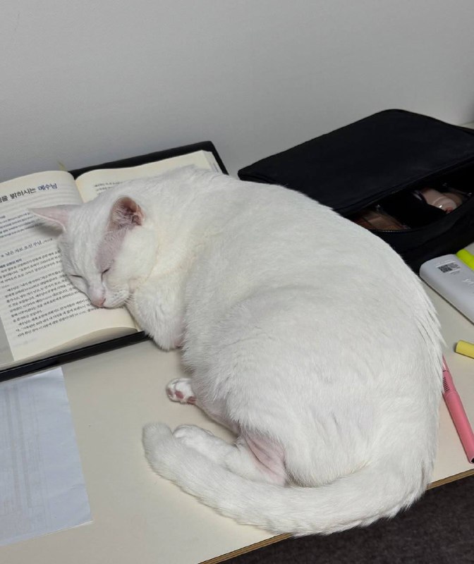 Рабкотаем не покладая лапке