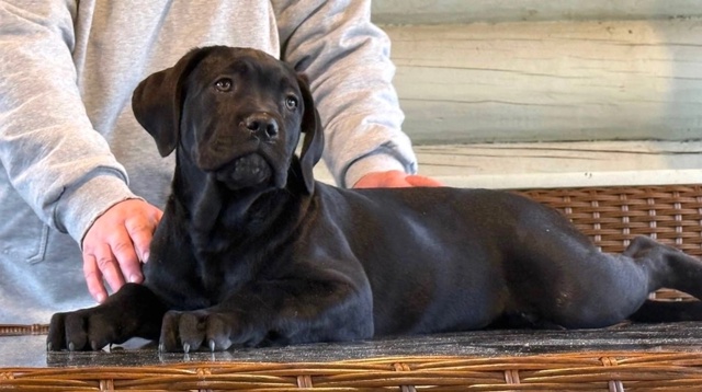 ?Продаются щенки кане корсо – элитные крови, идеальн?...