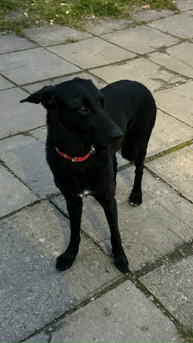 Целый день собачка стоит в ожидании хозяина. Молодой к?...