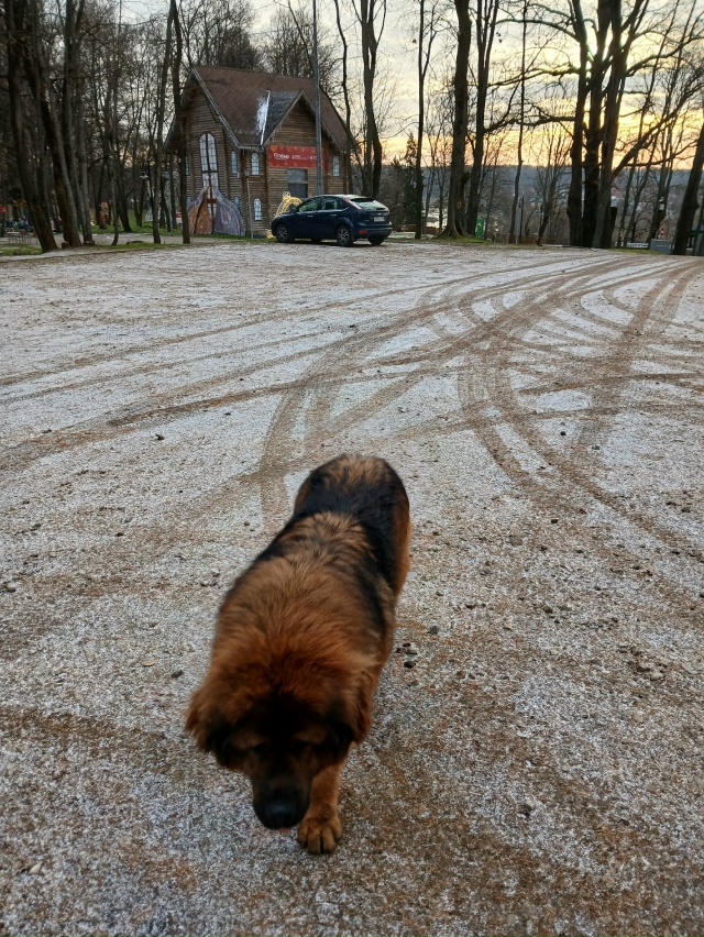 Сейчас на Городке пришёл пёс. Видно,что домашний