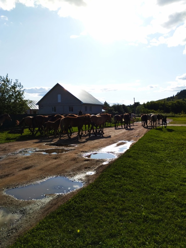 По улице Ершова и в Афганском посёлке ежедневно пасетс...