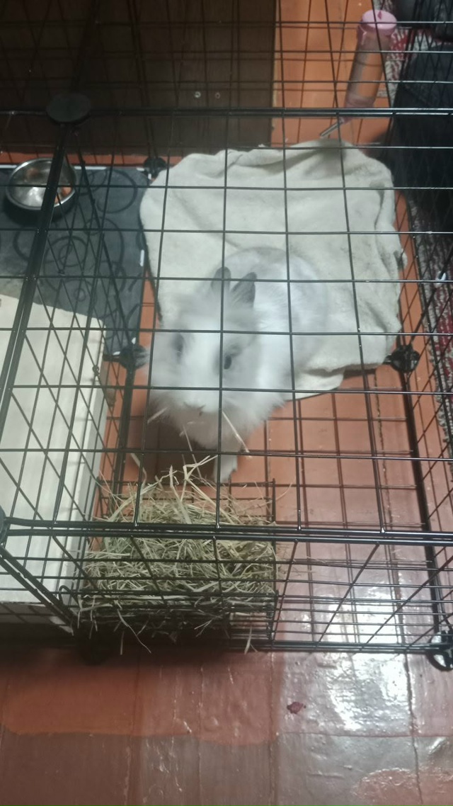 Отдам в хорошие руки декоративный кролик зовут Мася 7м?...