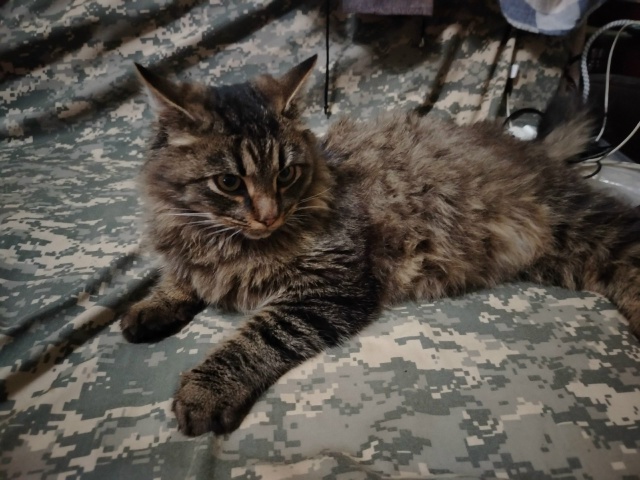 Кто потерял домашнего кота? Хозяева найдитесь... 🤔