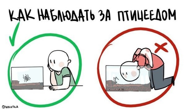 Основные правила ухода за павучками