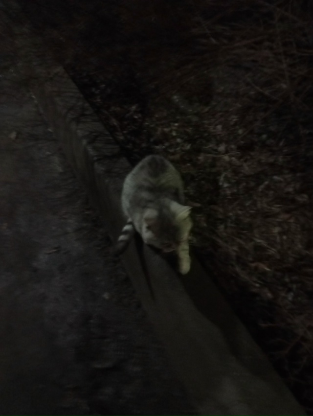 На Южном, д. 7 поевилсь новый голодный котик. Может поте?...