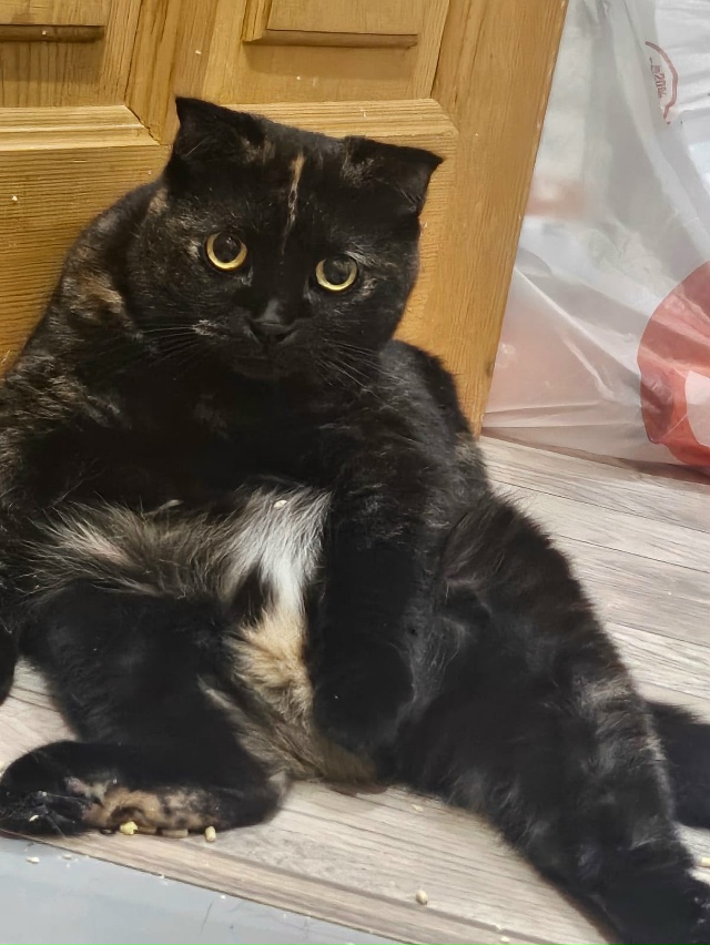 Красивая.Знающая себе цену как подобает британцам.Нез?...