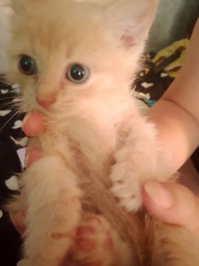 Отдам котят в добрые, хорошие, заботливые руки, кушают ?...