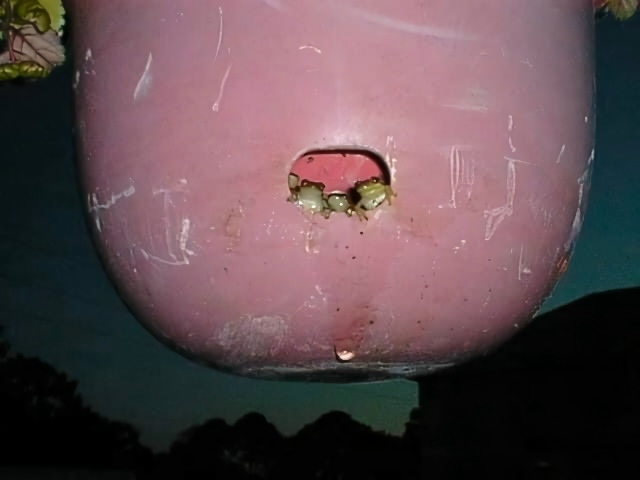 «Не думал, что меня будут осуждать лягушки не выходя из...