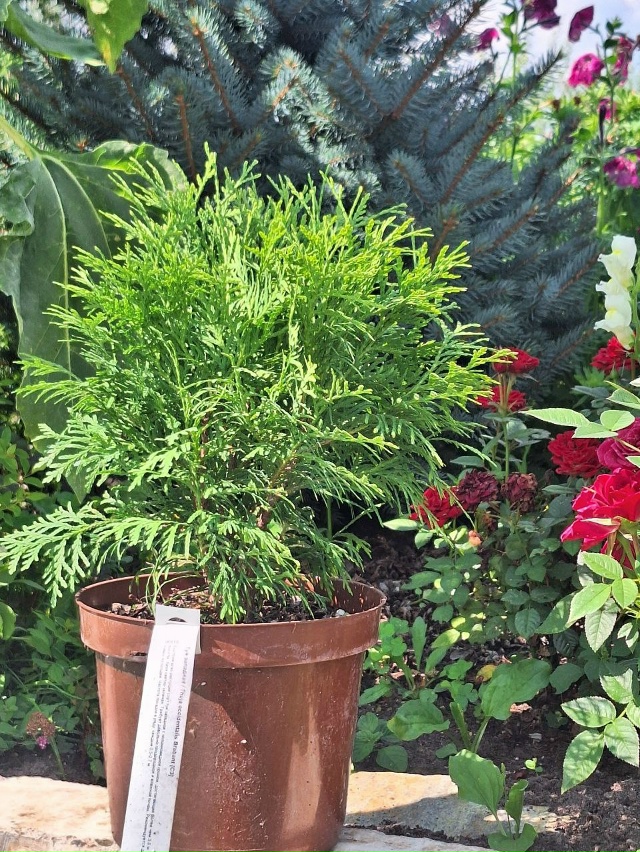 Создайте свой зеленый оазис! 🌳✨
Мечтаете о пышной жив...