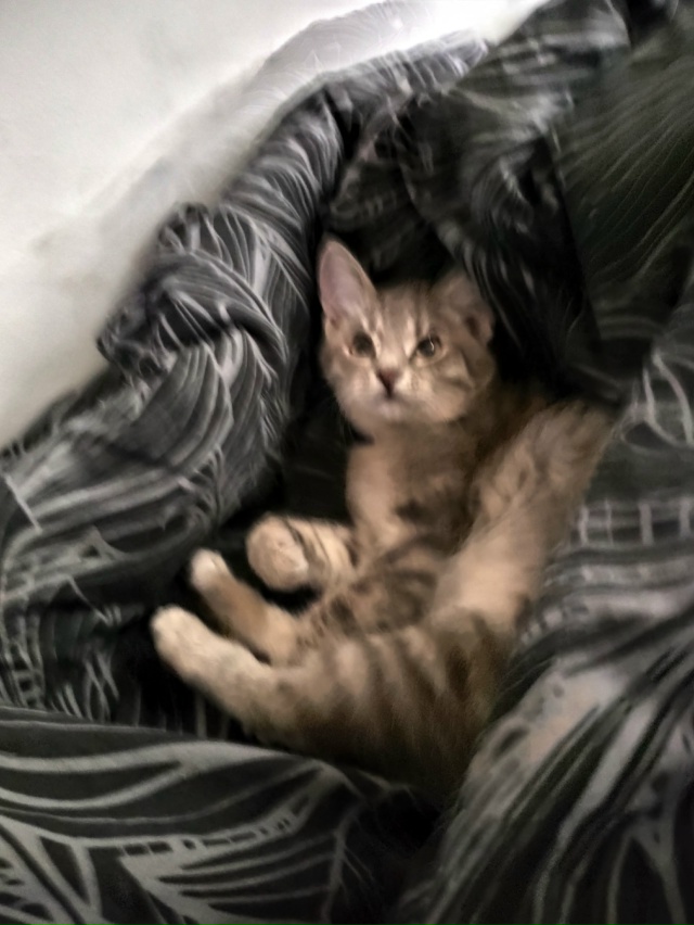 Не #мявстерская
Абрикоська