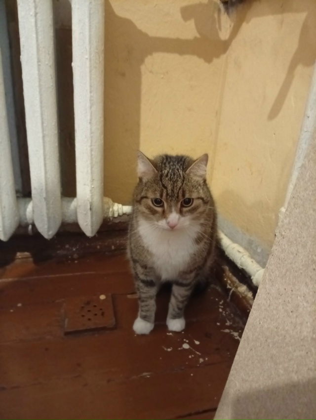Ищут дом два котика. Рыже-белая кошка, возраст примерно...