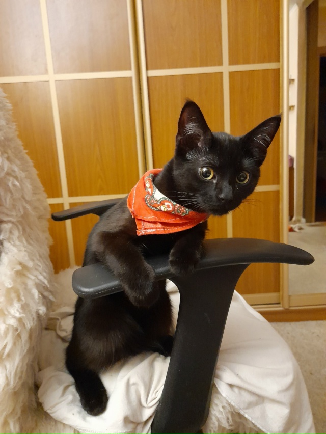 Воплощение любопытства. Кошка Куба в котетстве