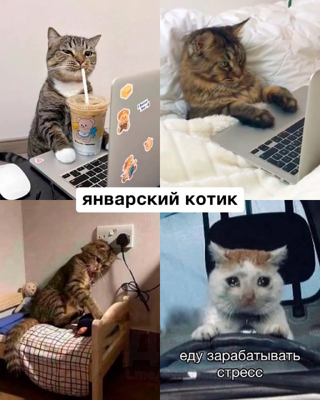 Российский астролог рассказал, какой вы… котик по месяцу рождения
Ищем себя, кидаем друзьям