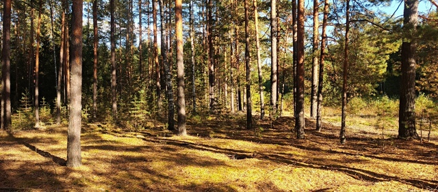 На дворе настала осень.
Пригласим её мы в гости.
Листья ...