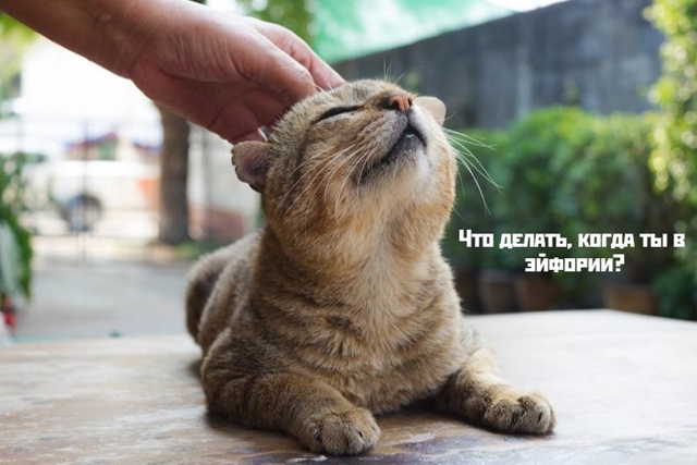Коты-самое лучшее лекарство❤