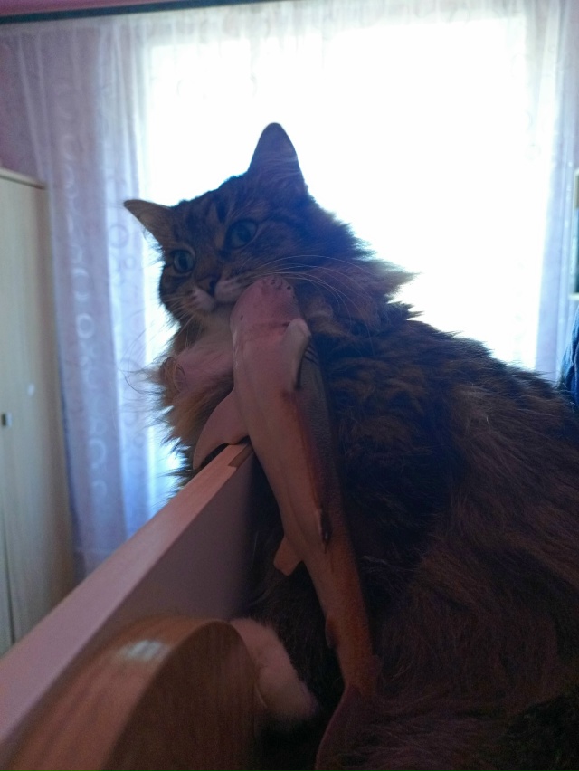 вот настолько бедный шпендель, нынешние цены на корм —...