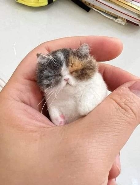 Карманный котик))) =»>