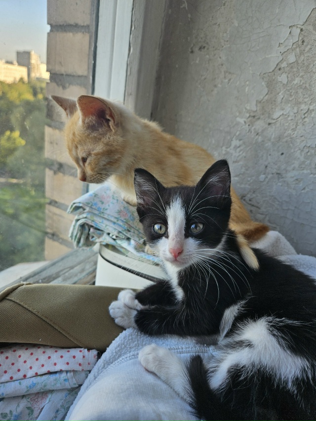 Ну штош, я считаю, что я ебанько, а мне сказали, что я с д?...