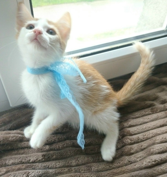 💙 🐈 Рыжий котомальчик находится в поисках своей семь...