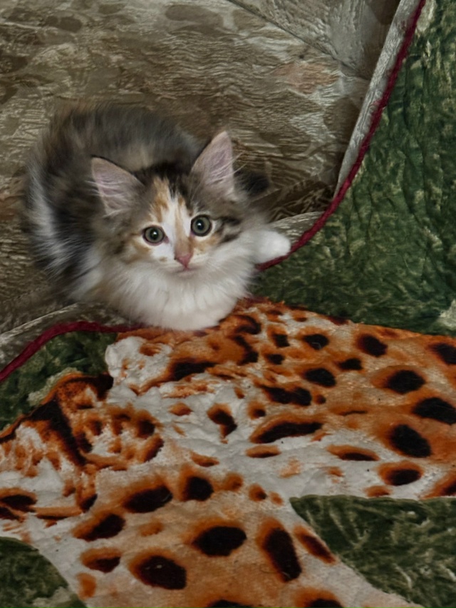 Милые и умные котятки, 2 месяца, к лотку приучены ждут д?...