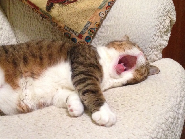 Подборка зевающих хвостиков 🥱🐈‍⬛🐈