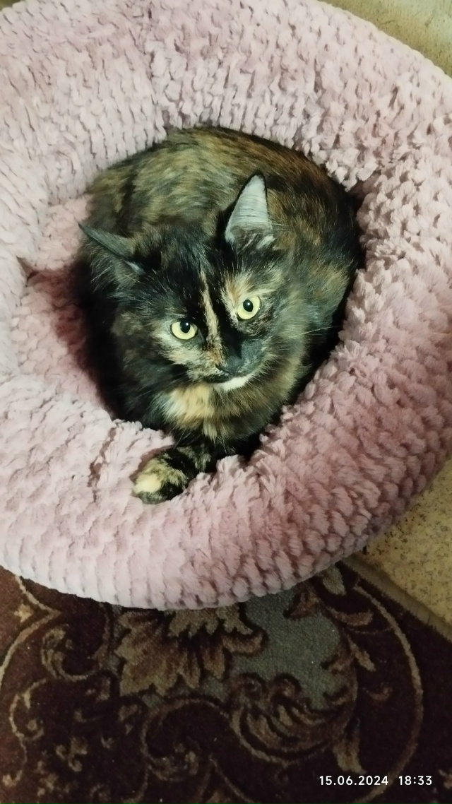 Отдам в хорошие руки домашнюю кошку в связи с тем, что н...